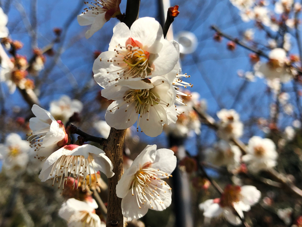 3月 京都で開花宣言
