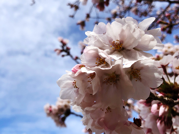 4月 京都の桜はまもなく満開へ…