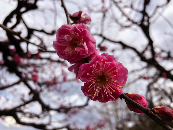 2月 嵐山の梅の花